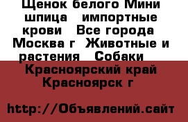 Щенок белого Мини шпица , импортные крови - Все города, Москва г. Животные и растения » Собаки   . Красноярский край,Красноярск г.